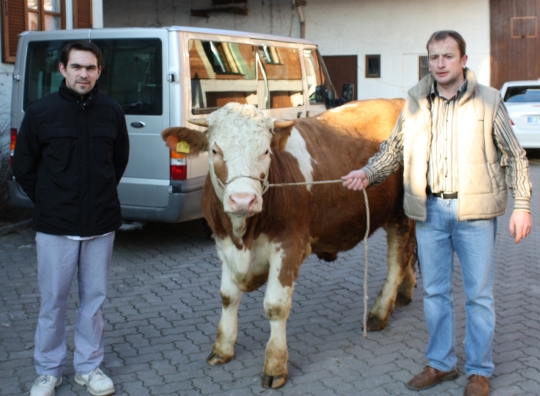 Josef Stark (li) und Willibald Reißner (re) mit dem Ochsen